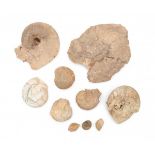 A collection of ten fossils, ammonites, bivalves and gastropods. Cretaceous- Jura (150-200 mln