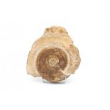 A fossil, ammonite, 'stephannoceras'. Cretaceous-Jura (150-200 mln years).Hoogte 30 cm.