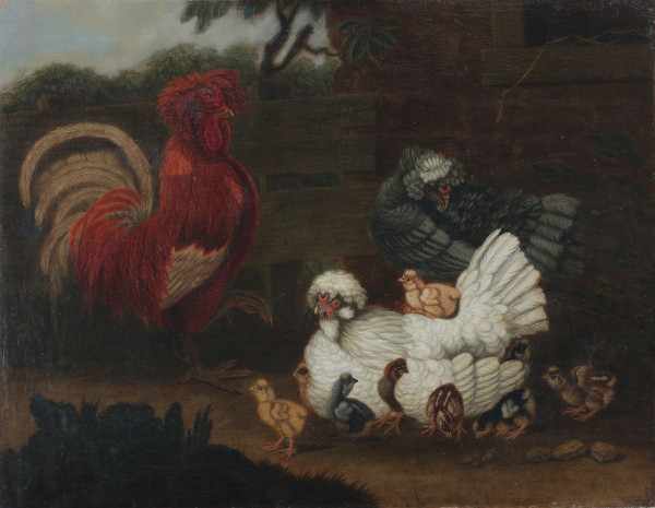 European school 19th centuryRooster, chicken and chicks. Not signed. Not framed.canvas 75 x 95