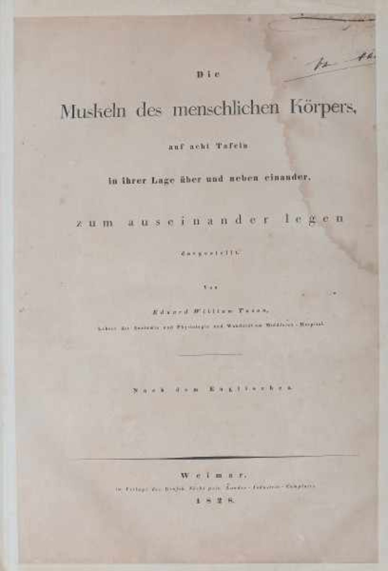 Die Muskeln des menschlichen Körpers auf acht Tafeln in ihrer Lage über und neben einander, zum