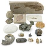 A Nice Collection of Antique Fossils