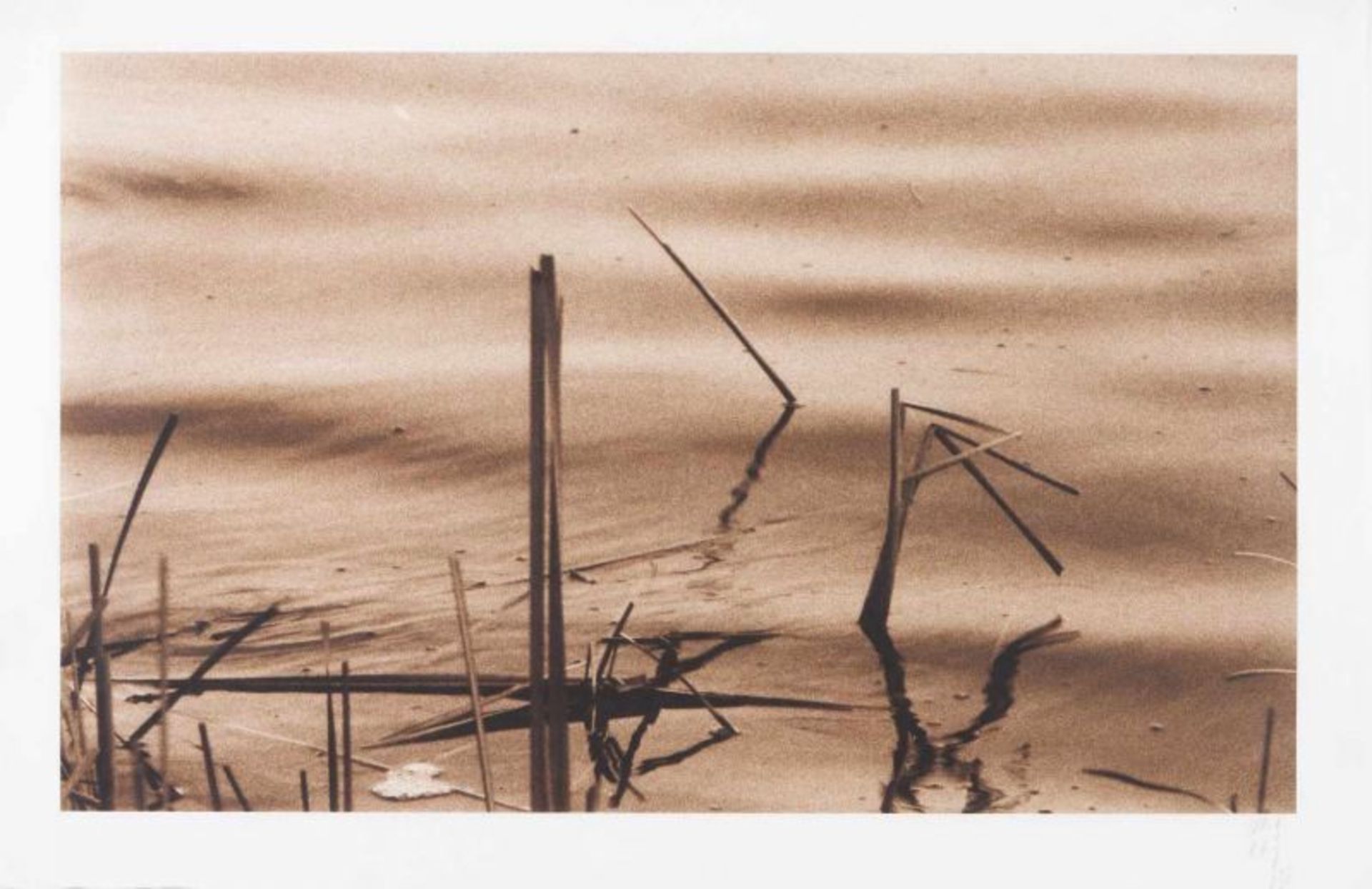 João Penalva (n. 1949)"Reeds IV"Iris print on Gifu Shoji Japanese paperSigned and marked AP65x98 cm