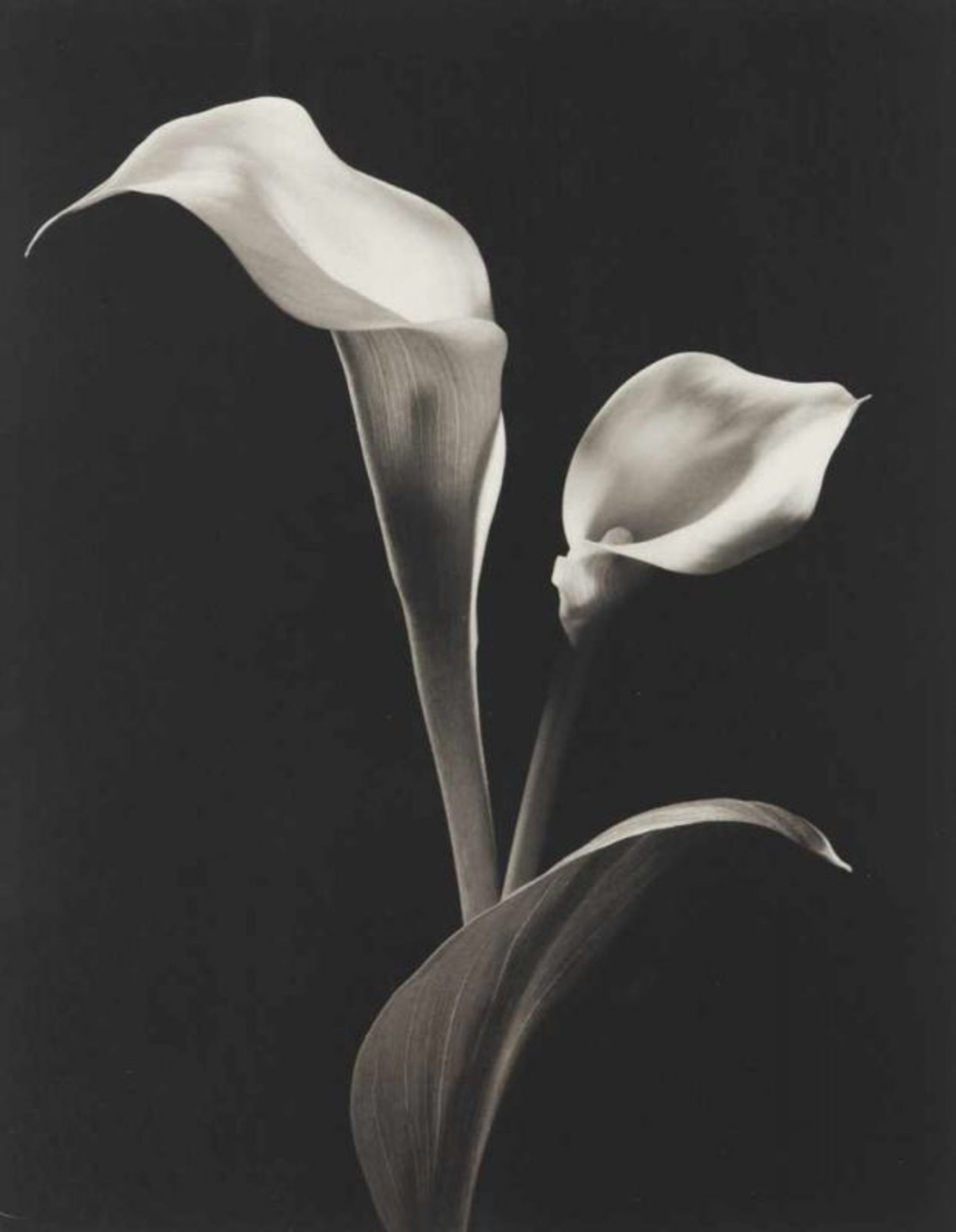 Kenro Izu (n. 1949)"Still life #531" (1994-1998)Platinum-Palladium print on Arches paper Signed,