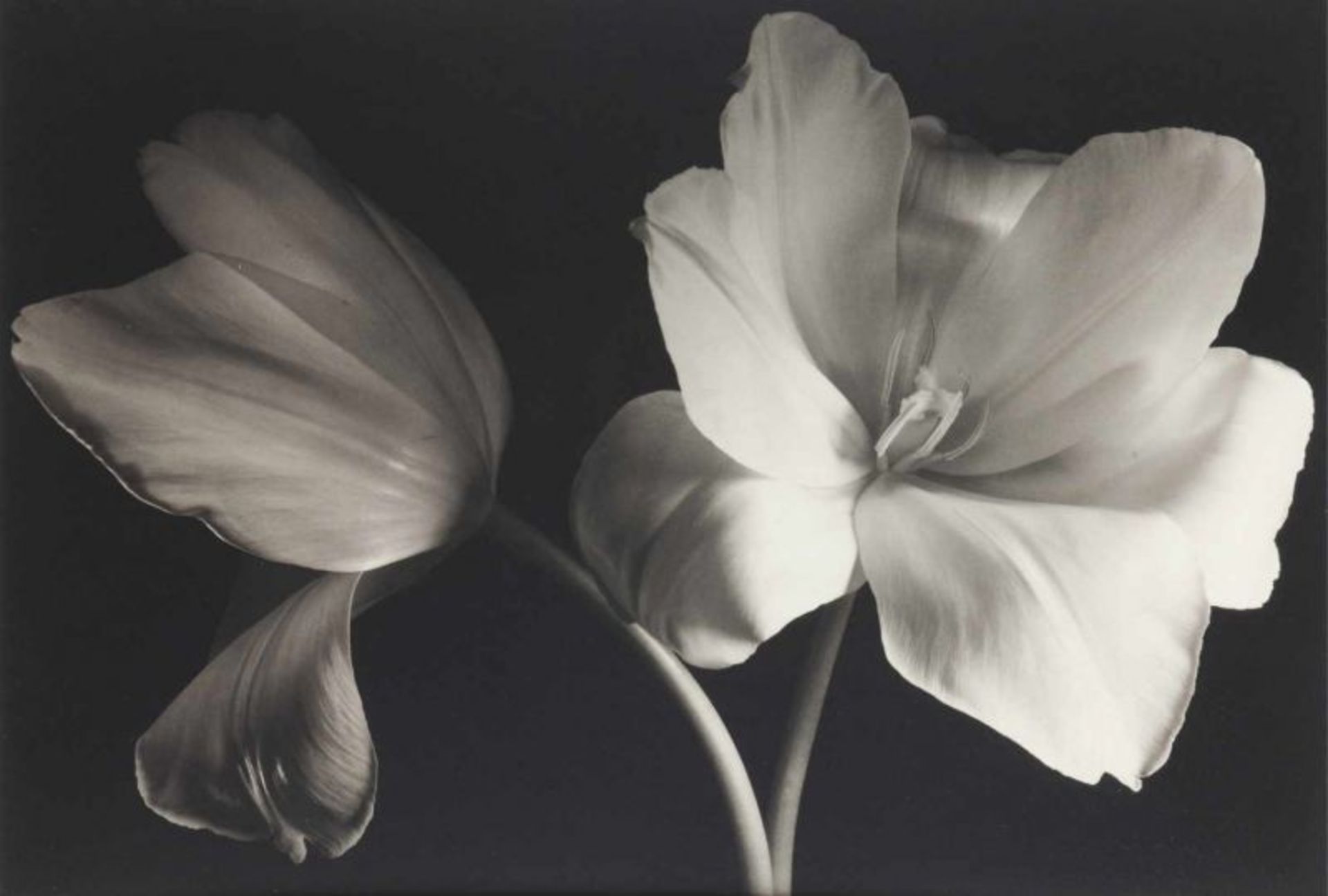 Kenro Izu (n. 1949)"Still Life #318" (1993-1999)Platinum-Palladium print on paper ArchesSigned,