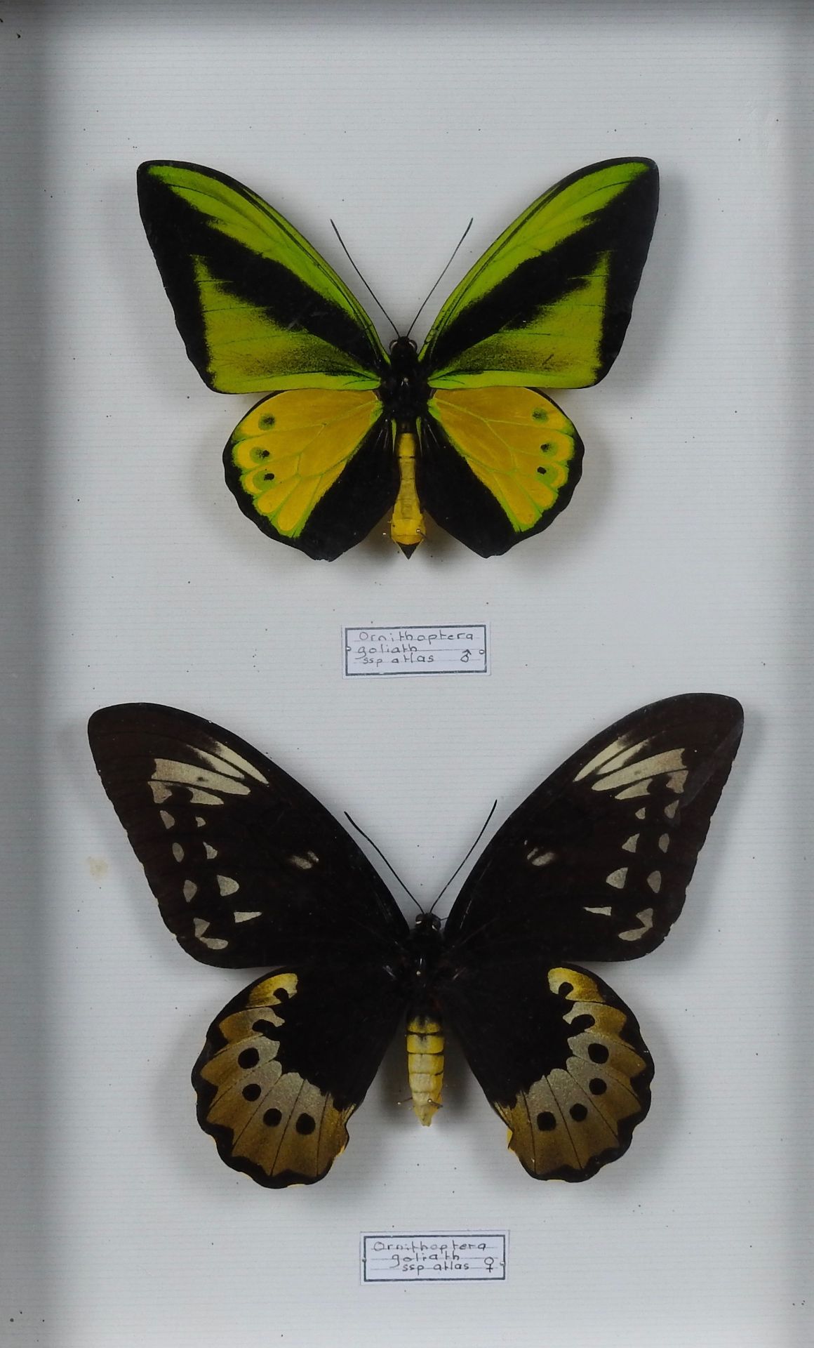 Ornithoptera goliath atlas. Couple. Indonésie - Cites. Annexe II-B. - Pour une [...]