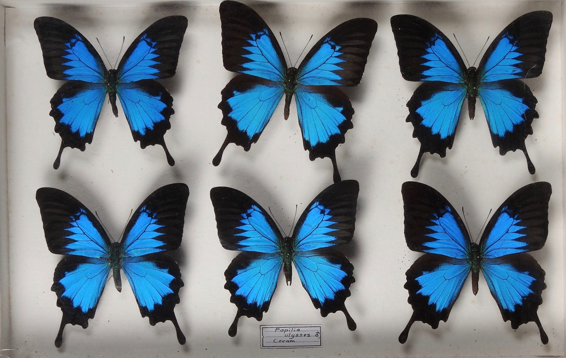 Papilio ulysses. Indonésie. - Six exemplaires. -