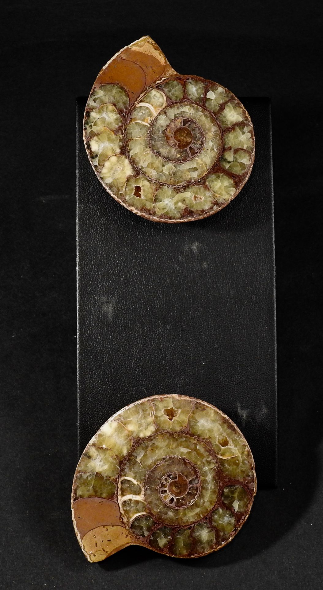 Ammonite en deux fossilisée en surface résultat de la pseudomorphose partielle par [...]