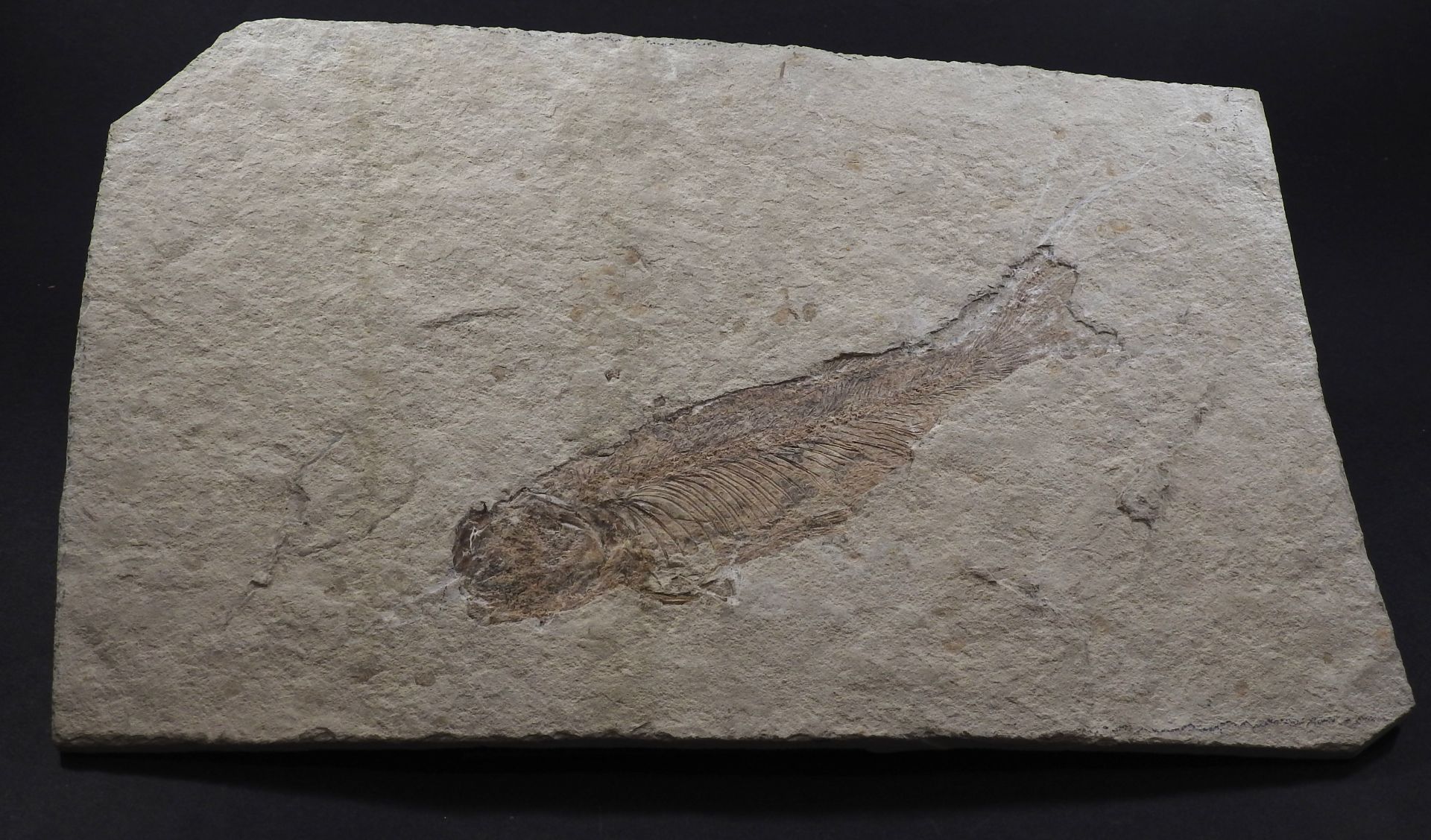 Poisson préhistorique. - Lycoparcis sp. L :20cm ;Env 80 millions d’années. [...]