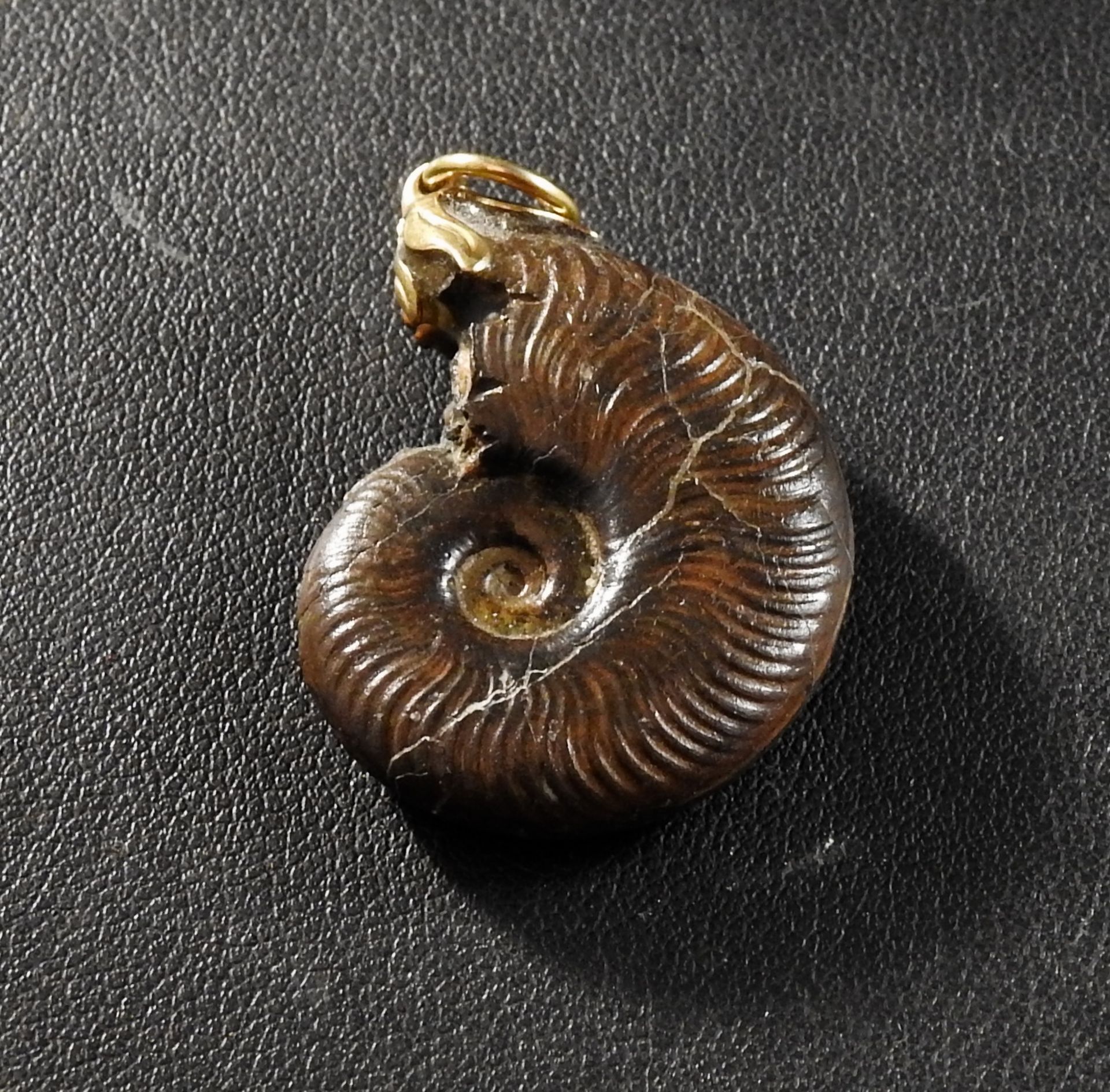 Ammonite de très belle qualité montée en bijou. H :env 3cm. -