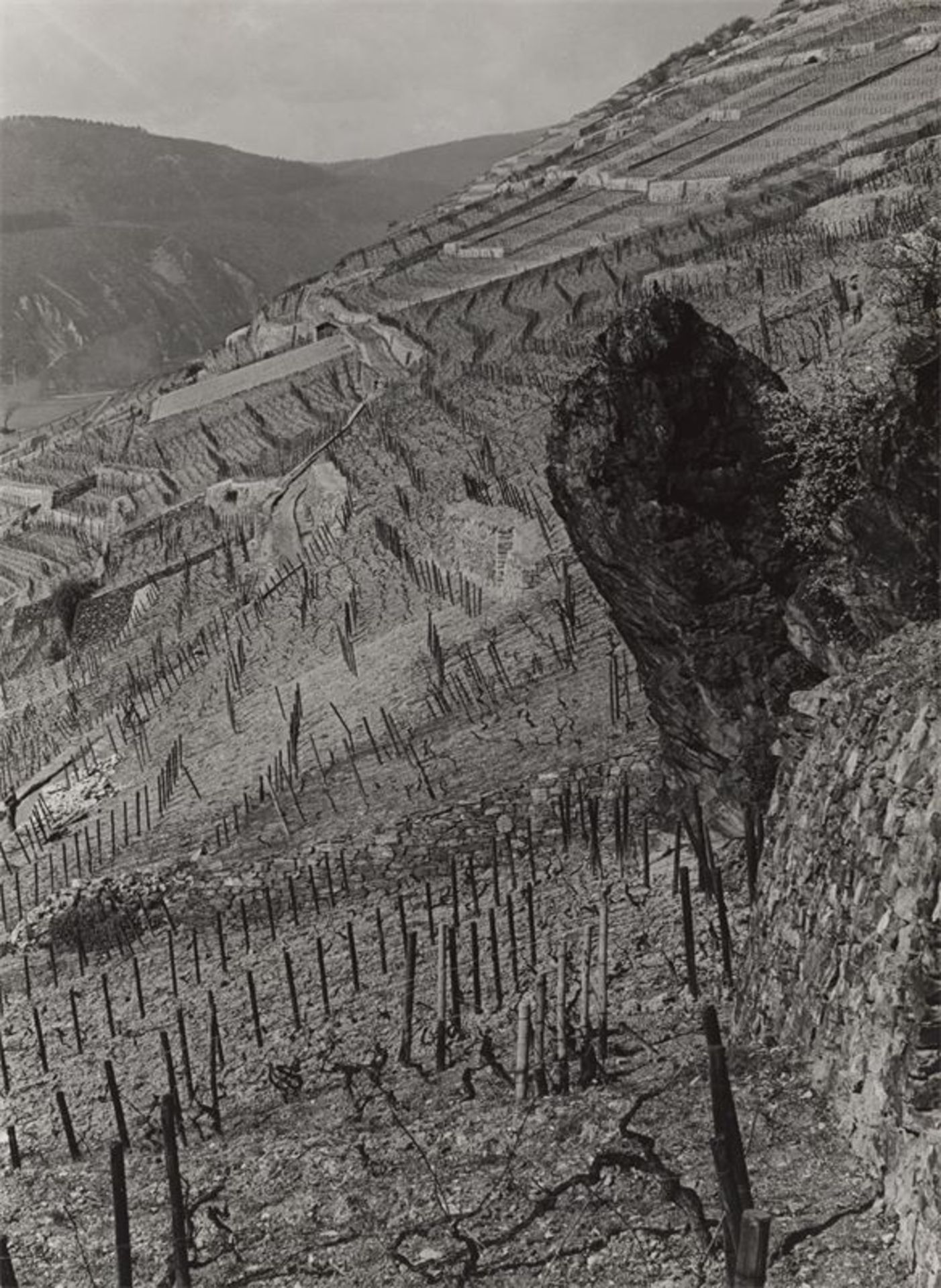 Albert Renger-Patzsch (Würzburg 1897 – 1966 Wamel b. Soest)„Weinberge am Binger Loch“. Um