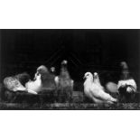 Ruth Bernhard (Berlin 1905 – 2006 San Francisco)„Pigeons“. 1956Späterer Silbergelatineabzug. 19,