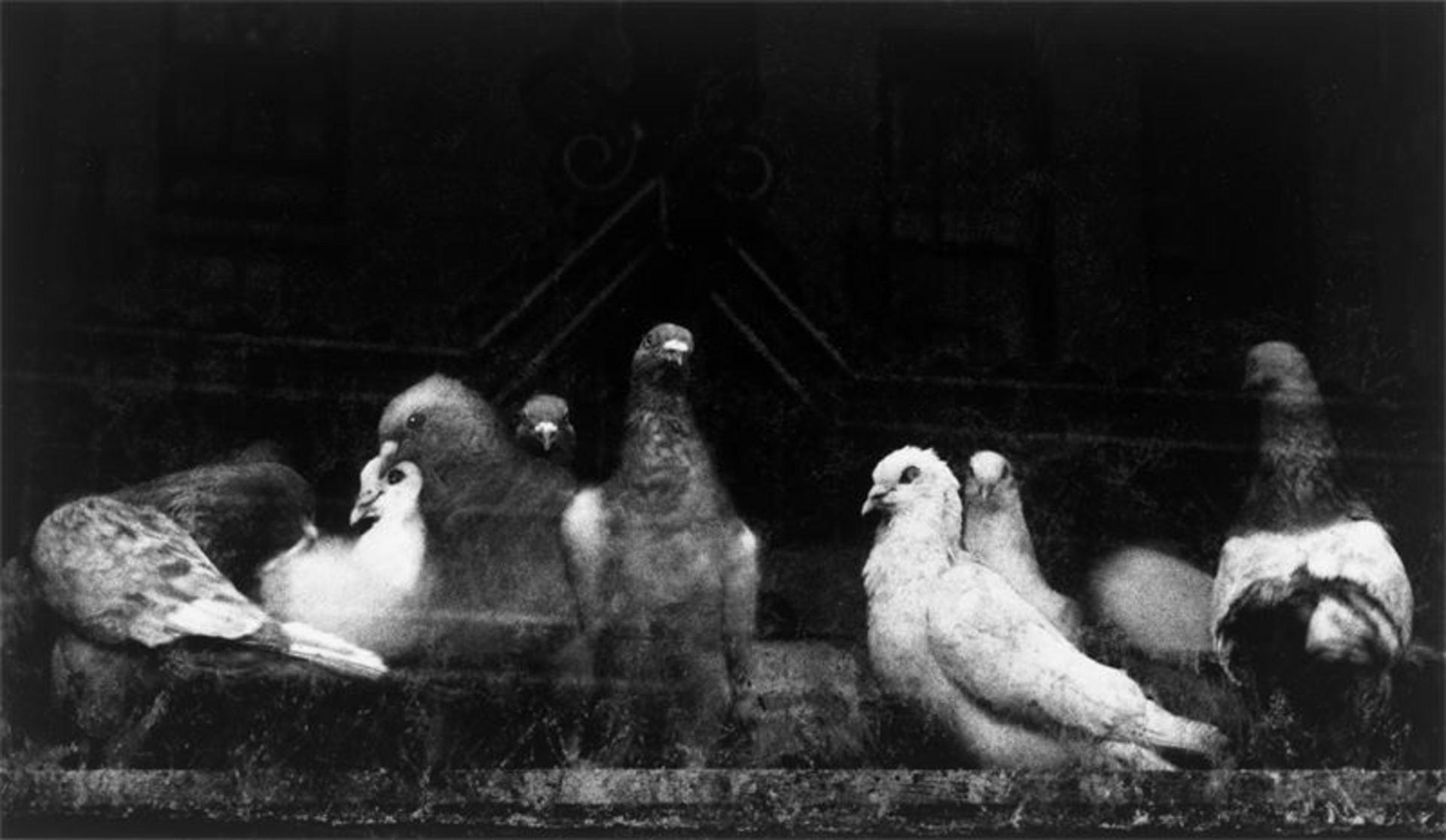 Ruth Bernhard (Berlin 1905 – 2006 San Francisco)„Pigeons“. 1956Späterer Silbergelatineabzug. 19,