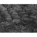 Ansel Adams (San Francisco 1902 – 1984 Carmel)Orchard, Portola Valley, California. Um