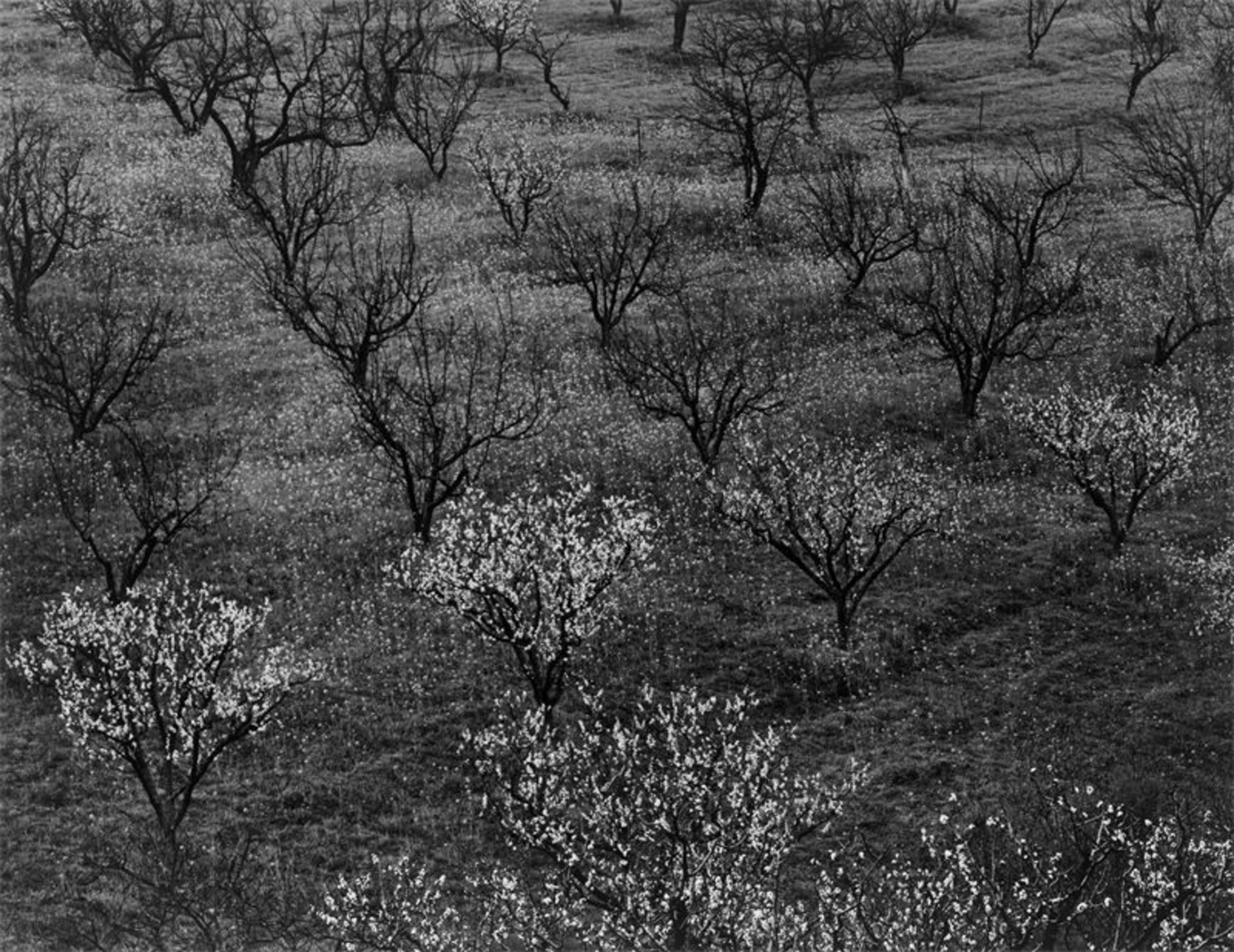 Ansel Adams (San Francisco 1902 – 1984 Carmel)Orchard, Portola Valley, California. Um