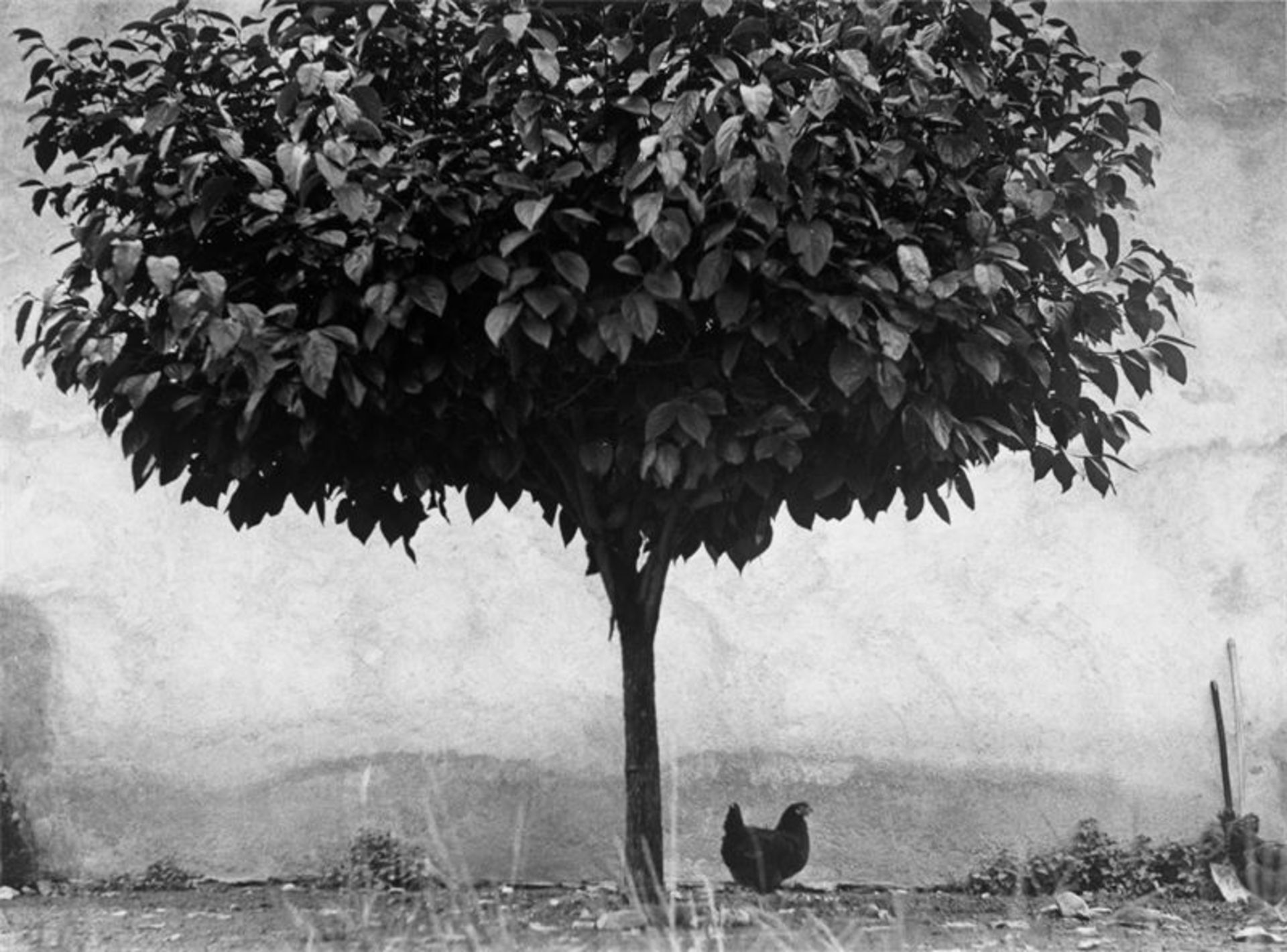 Édouard Boubat (1923 – Paris – 1999)L'arbre et la poule, sud de la France. 1950Vintage.
