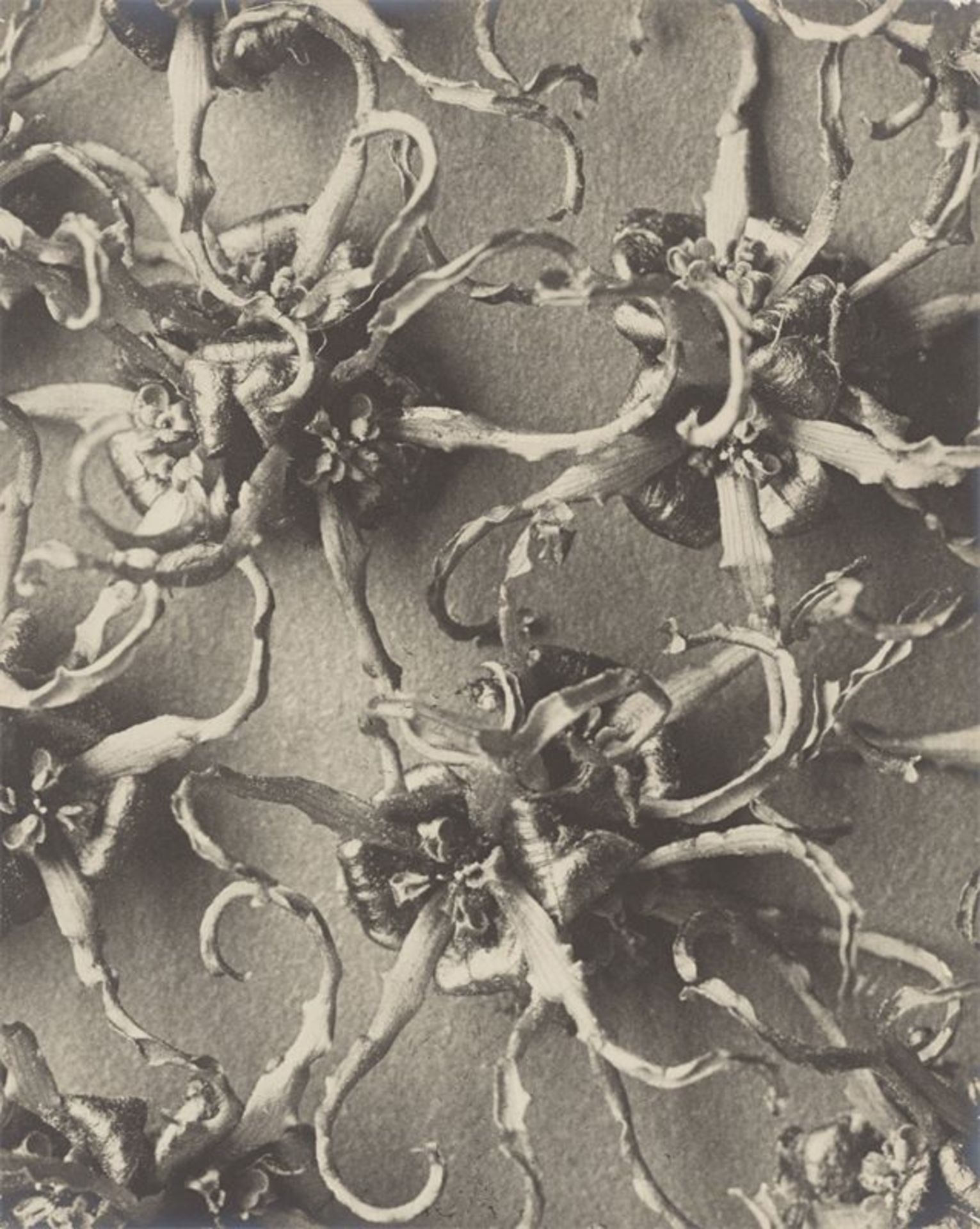 Karl Blossfeldt (Schielo 1865 – 1932 Berlin)Hamamelis japonica, Zaubernuss. 1915/25Vintage.