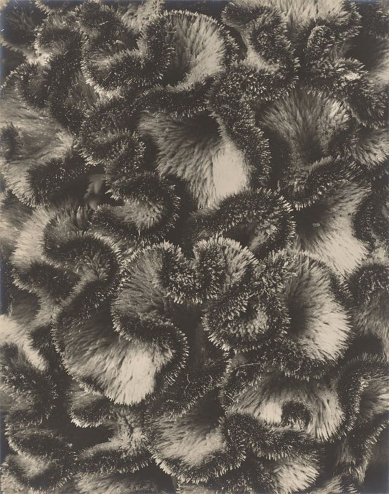 Karl Blossfeldt (Schielo 1865 – 1932 Berlin)Celosia cristata, Hahnenkamm, Teil eines