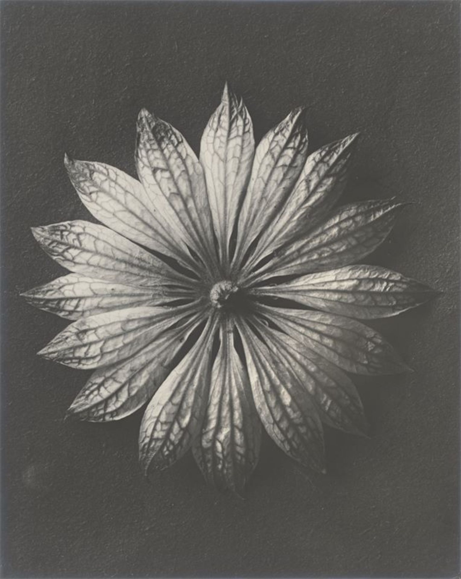 Karl Blossfeldt (Schielo 1865 – 1932 Berlin)Astrantia major, Große Sterndolde. 1915/25Vintage.