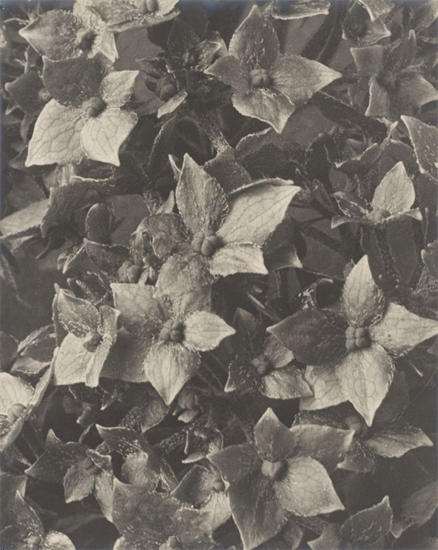 Karl Blossfeldt (Schielo 1865 – 1932 Berlin)Hydrangea macrophylla, Hortensie. 1915/25Vintage.