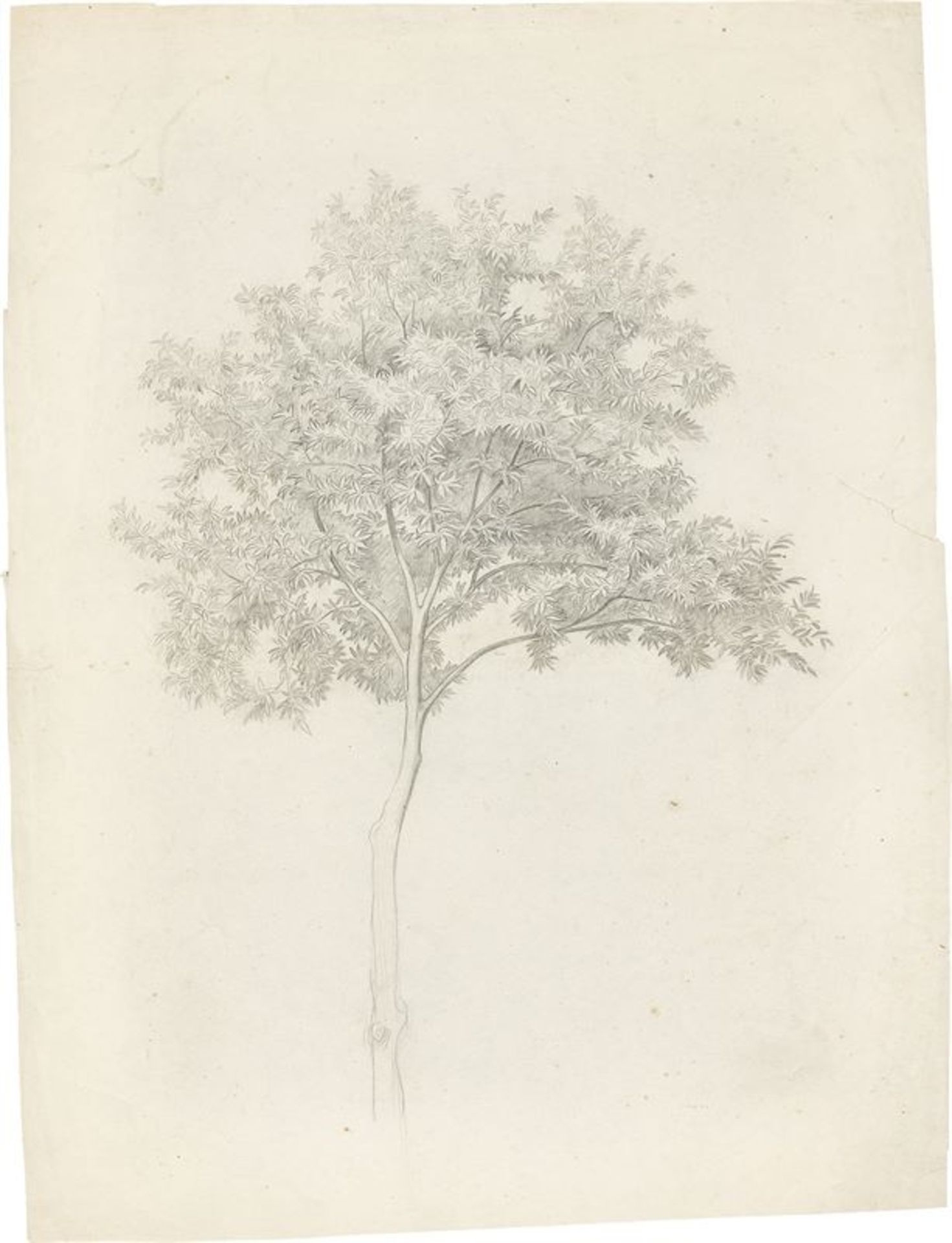 Ernst Fries (Heidelberg 1801 – 1833 Karlsruhe)Baumstudie (Italien). Bleistift auf Velin (