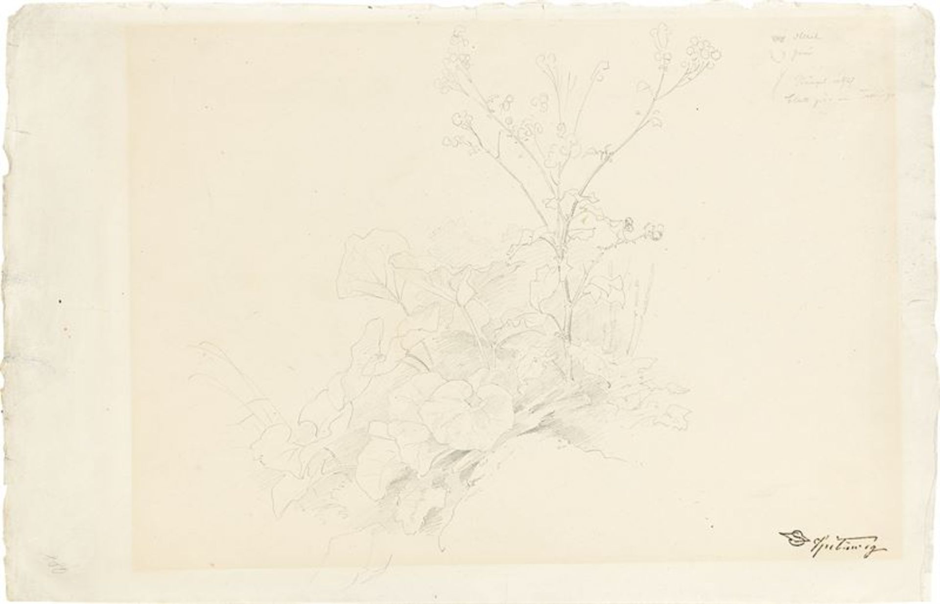 Carl Spitzweg (1808 – München – 1885)Pflanzenstudie. Bleistift auf Papier. 28 × 43,7 cm ( 11 ×