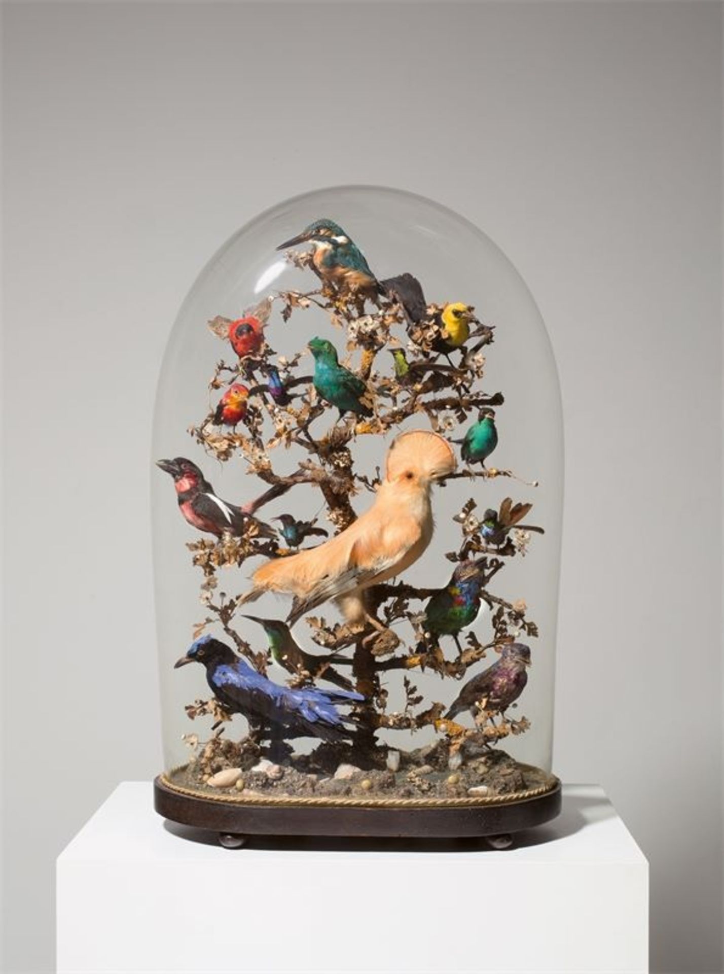 Französisch (19. Jahrhundert)Südamerikanische Tropenvögel unter Glassturz. Präparate: Tiefland-