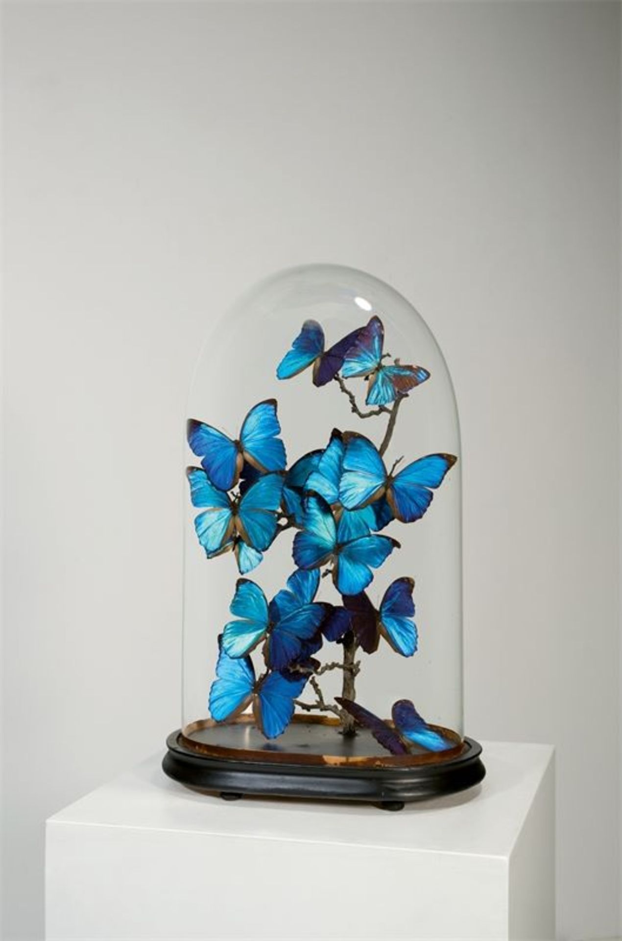 Französisch (19. Jahrhundert)Blaue Morphofalter unter Glassturz. Präparate: Morpho menelaus