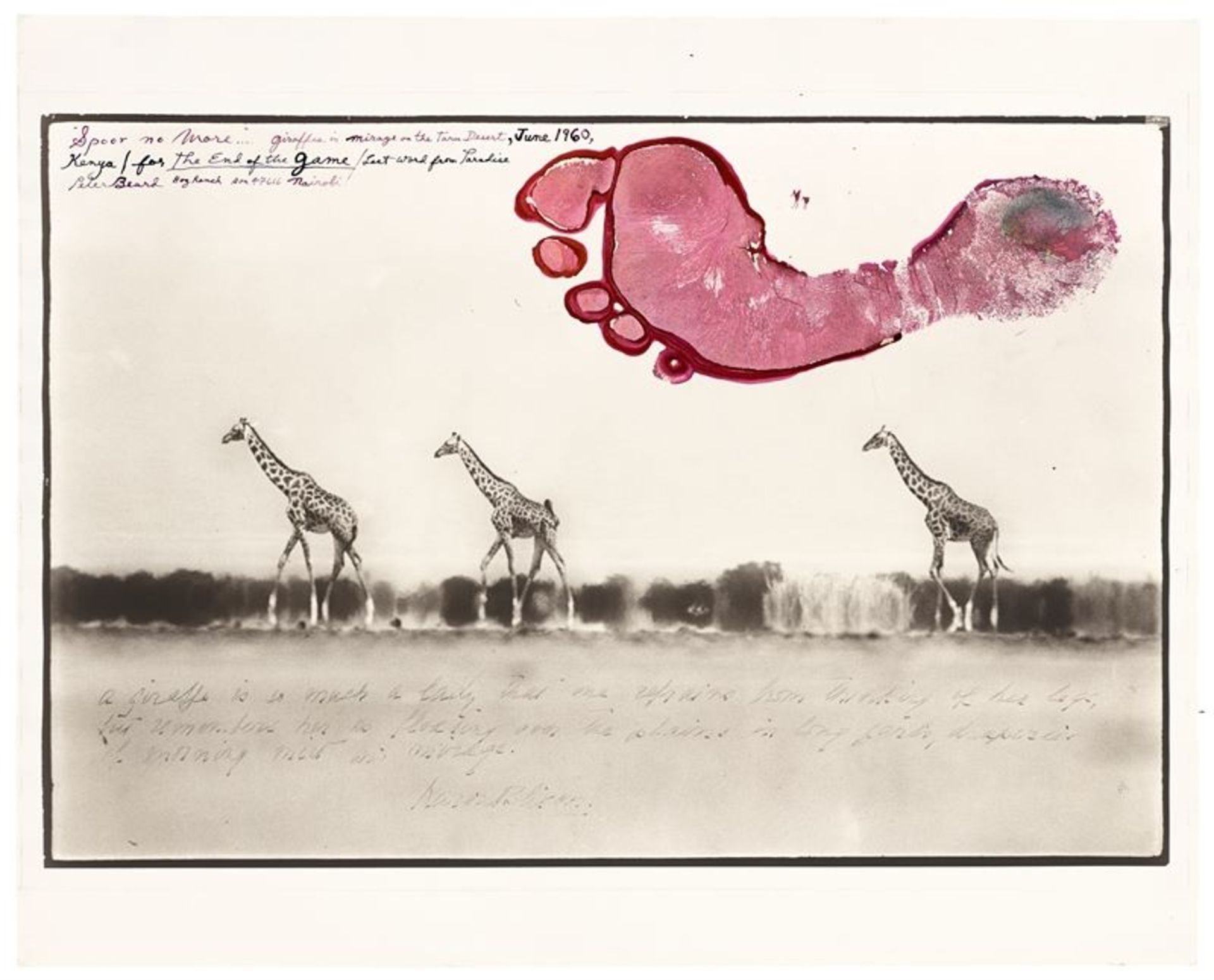 Peter Beard (New York 1938 – lebt in New York und Kenia)„Giraffes in Mirage on the Taru Desert“,