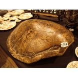 Large Loggerhead sea turtle shell 73 x 5