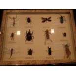 Collection of framed insects 34 x 24 cm