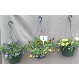 Three Voila hanging baskets ( 1 )