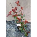 Photinia ( Red Robin ) ( 6 )