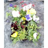 Twelve mixed potted plants ( 15 )