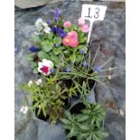 Six large mixed potted plants ( 13 )