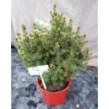 Picea ornamental Pine ( 9 )
