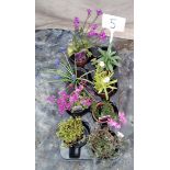 Mixed Perennial plants including Heathers and Wallflowers ( 5 )