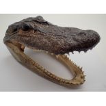 Small taxidermy crocodile head