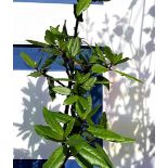 One Bay Leaf tree