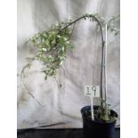 Weeping Cotoneaster Tree (19)