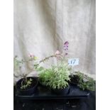 Four large potted plants Cistus Alchemilla Erysimum Juniper Conifer (17)