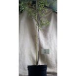 6ft flowering Cotoneaster tree (1)