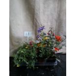 Twelve mixed pot plants (18)