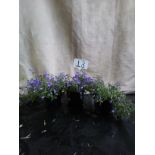 Three Campanula pots (13)