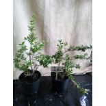 Two pink Escallonia Evergreen shrubs (16)