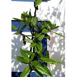 One Bay Leaf tree