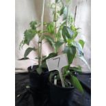 Moneymaker Tomato x1 and Chilli Pepper Plants x3 (7)
