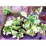 Three large potted Magellan flowers