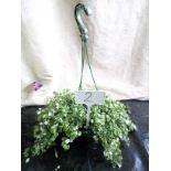 Bacopa hanging basket (2)