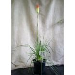 3ft large Red Hot Poker (11)