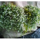 Two Bacopa (1)